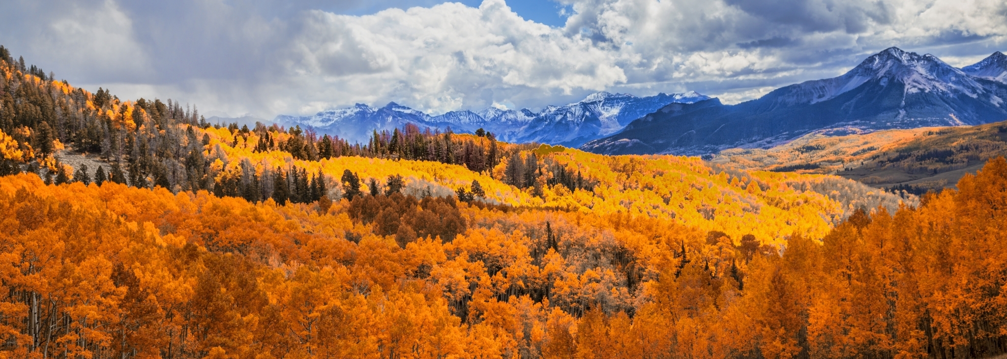 Colorful Autumn Aspen's